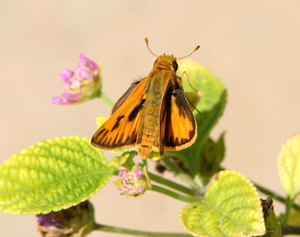 SKIPPER, FIERY (Pyrgus phyleus) (2-25-08) male, roma, tx   (1)