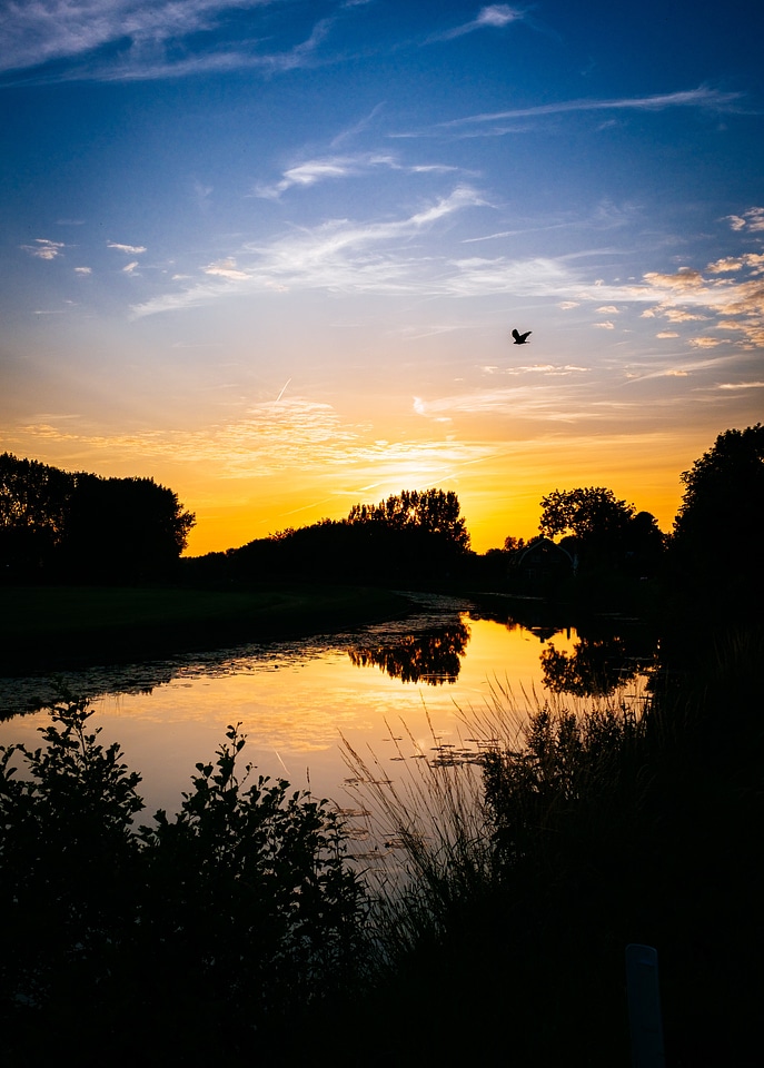 Bird water sky