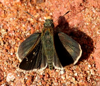 ROADSIDE-SKIPPER, ELISSA (Amblyscirtes elissa) (7-23-12) 2.0 mile road cut, patagonia-san rafael road, patagonia mts, scc, az  (2)