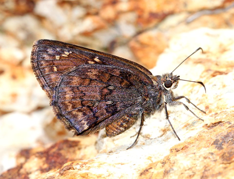 SKIPPER, VALERIANA (Codatractus valeriana) (7-27-13) harshaw road, patagonia mts, scc, az  (1)