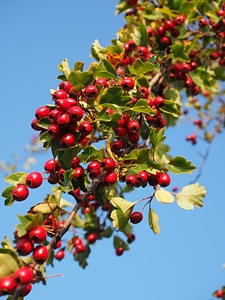 Fill eingriffeliger hawthorn bush