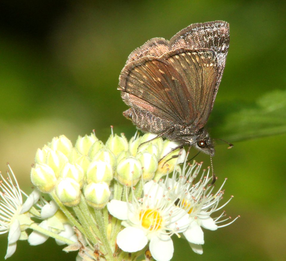 DUSKYWING, PERSIUS (Erynnis persius) (6-17-12) male, cook and green pass area, siskiyou co, ca