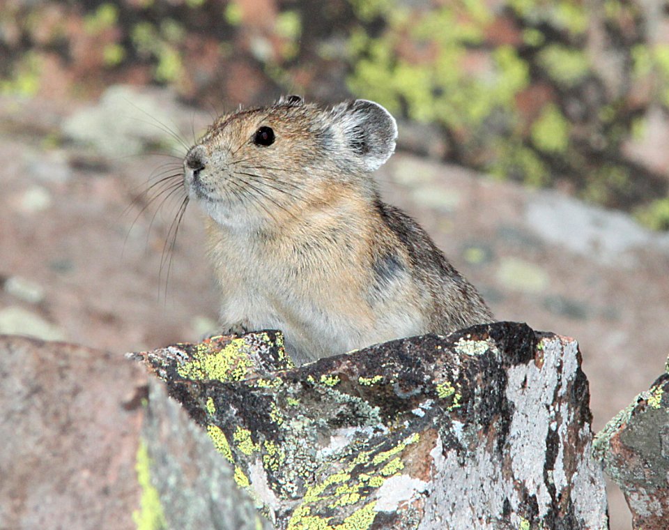 AMERICAN PIKA (Ochotona princeps) (8-19-13) 9000 ft, just s of stunner pass, conejos co, co -01