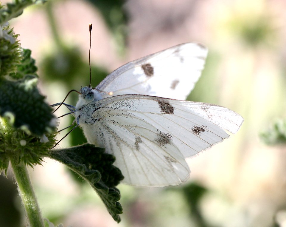 WHITE, CHECKERED (Pontia protodice) (6-5-13) lincoln co, nevada   (1)