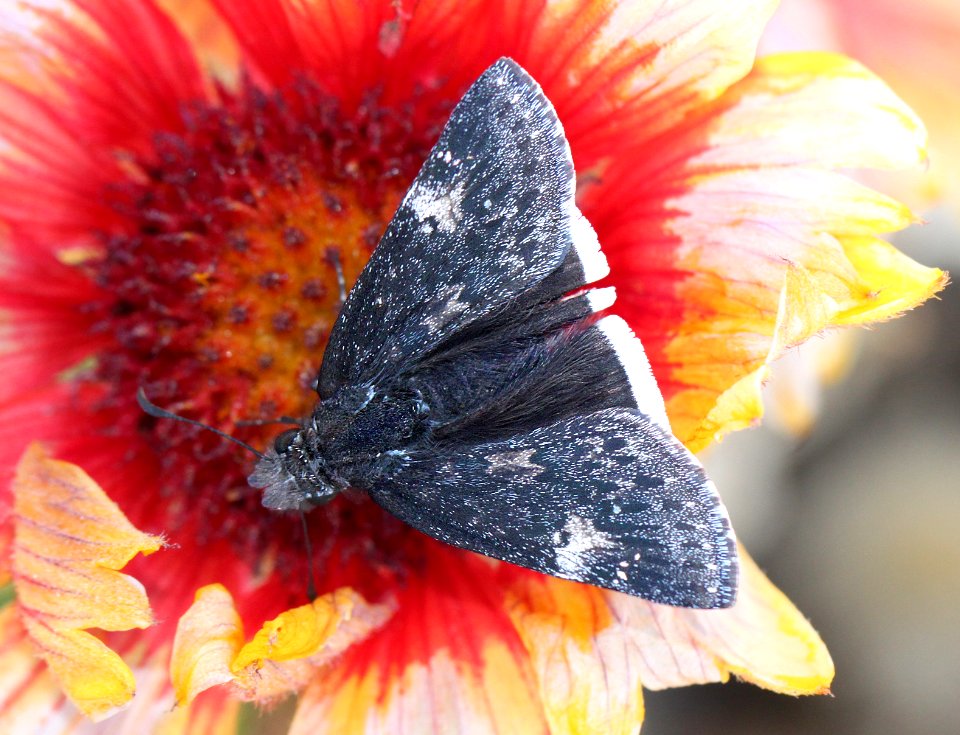 DUSKYWING, MOURNFUL (Erynnis funeralis) (12-27-13) 78 circulo montana, patagonia lake ranch estates, scc, az