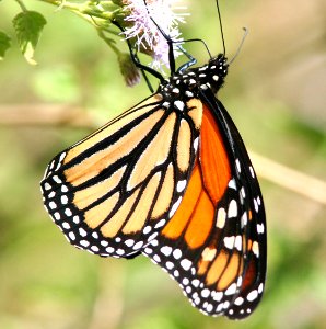 MONARCH (Danaus plexippus) (2-18-08) frontera audubon, weslaco, tx