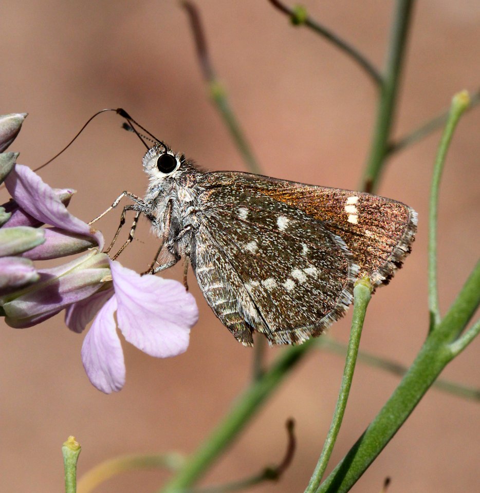 ROADSIDE-SKIPPER, BRONZE (Amblyscirtes aenus) (7-23-12) 2.0 mile road cut, patagonia-san rafael road, patagonia mts, scc, az