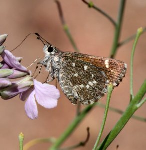 ROADSIDE-SKIPPER, BRONZE (Amblyscirtes aenus) (7-23-12) 2.0 mile road cut, patagonia-san rafael road, patagonia mts, scc, az