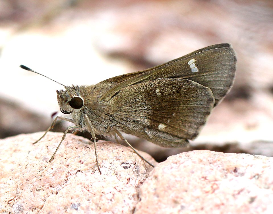 SKIPPER, VIOLET-CLOUDED (Lerodes arabus) (7-22-12) upper thumb rock picnic area, pena blanca lake, scc, az