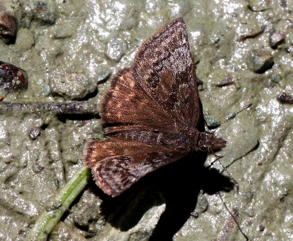 DUSKYWING, PROPERTIUS (Erynnis propertius) (6-17-12) fem, cook and green pass area, siskiyou co, ca   (2)
