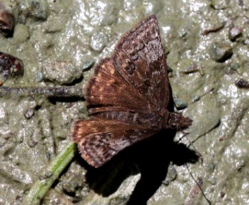 DUSKYWING, PROPERTIUS (Erynnis propertius) (6-17-12) fem, cook and green pass area, siskiyou co, ca   (2)