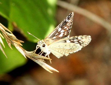 CHECKERED-SKIPPER, DESERT (Pyrgus philetas) (8-24-10) pena blanca lake, scc, az -02