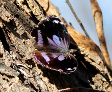 BLACKENED BLUEWING (Myscelia cyananthe) (11-30-2014) patagonia lake state park, santa cruz co, az -06