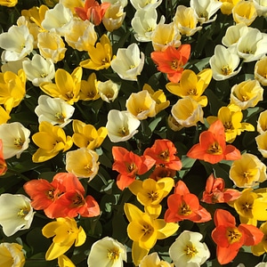Yellow plant blossom photo