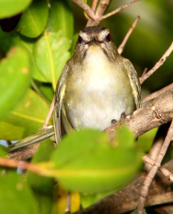 632 - WHISKERED VIREO (5-1-14) boca chica key, monroe co, fl (7)