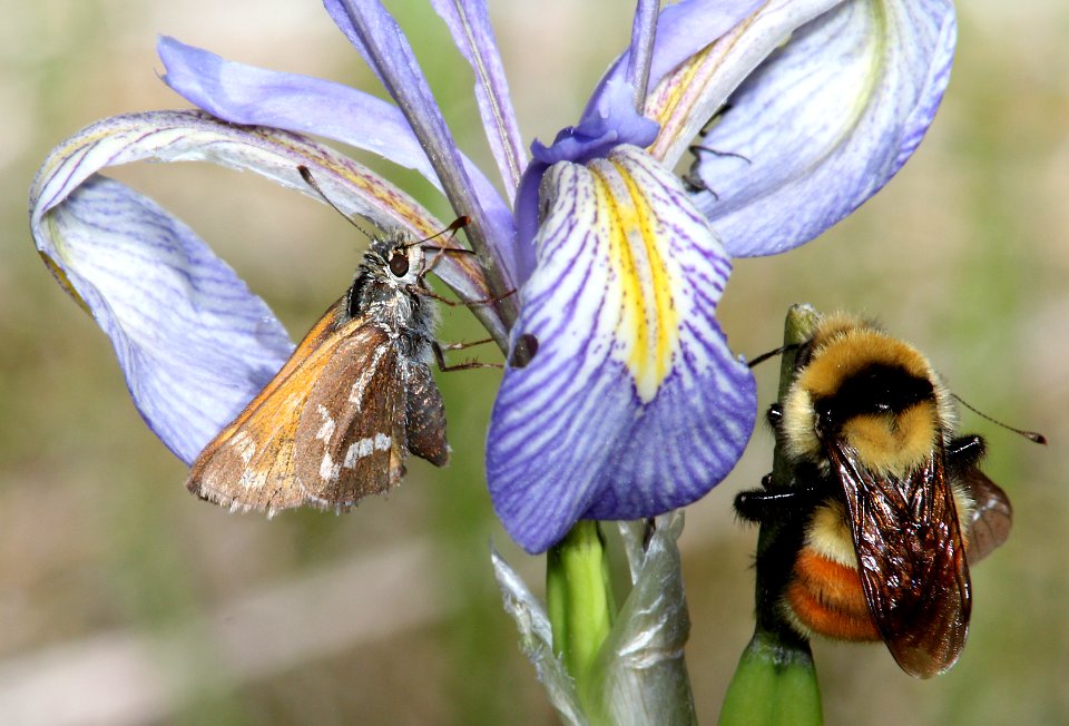 SKIPPER, MORRISON (Stinga morrisoni) (6-14-13) 8500 ft, alpine divide c g, 4 m south of alpine, apache co, az  (3)