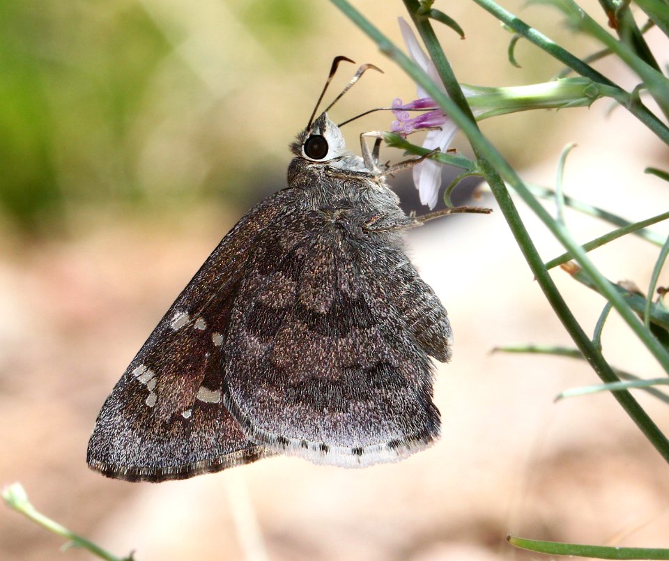 SKIPPER, ACACIA (Cogia hippalus) (5-18-11) 78 circulo montana, patagonia lake ranch estates, scc, az  (2)