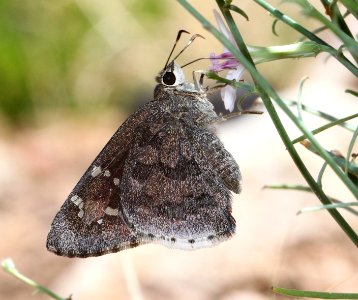 SKIPPER, ACACIA (Cogia hippalus) (5-18-11) 78 circulo montana, patagonia lake ranch estates, scc, az  (2)