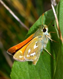 SKIPPER, WESTERN BRANDED (hesperia colorado) (8-7-08) blanco creek, co  (2)