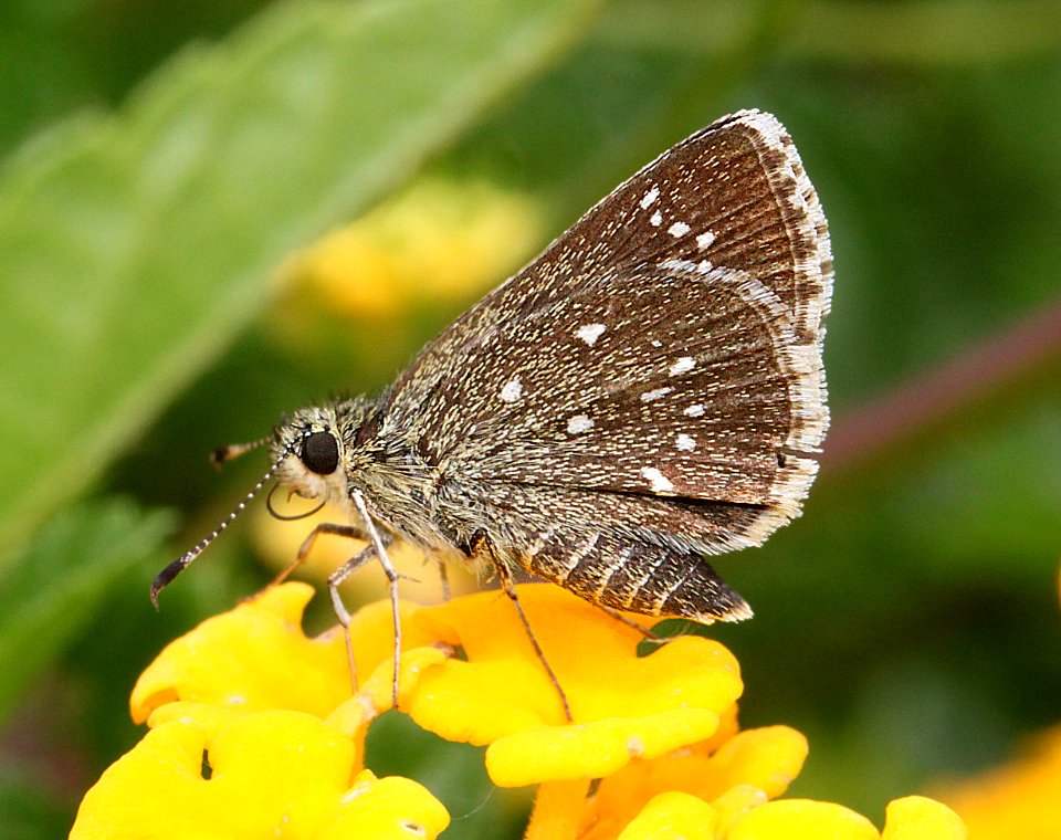 ROADSIDE-SKIPPER, ELISSA (Amblyscirtes elissa) (7-24-11) 78 circulo montana, patagonia lake ranch estates, scc, az  (3)
