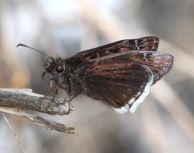 DUSKYWING, MOURNFUL (Erynnis tristis) (3-31-13) red mountain road, s of patagonia, sco, az