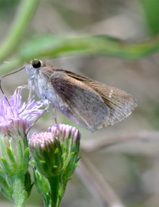 SKIPPER, EUFALA (Lerodea eufala) (1-13-09) edinburg birding center, tx  (1)