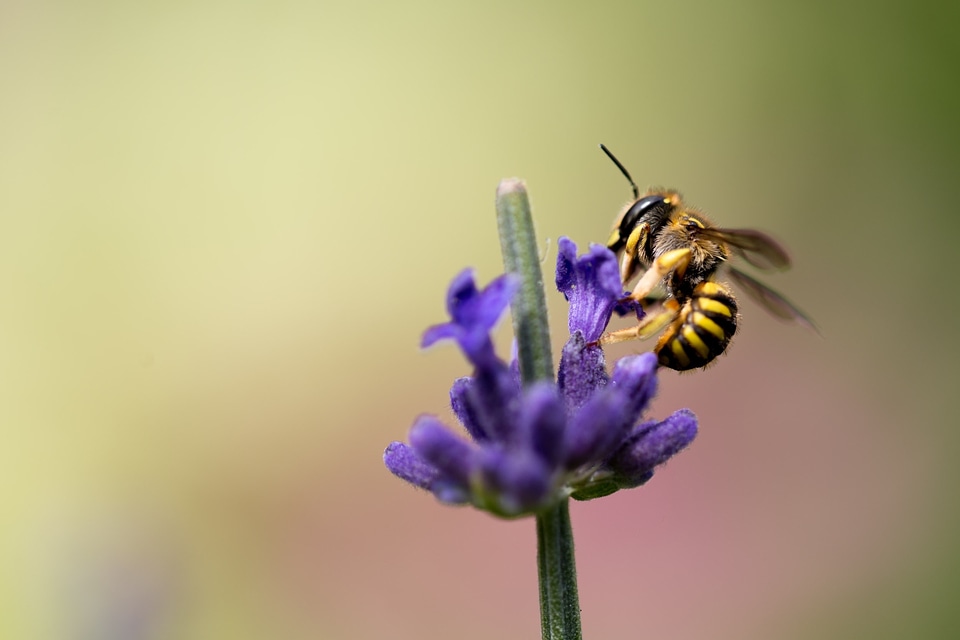 Pollen insect nature