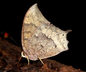 LEAFWING, TROPICAL (Anaea aidea) (4-18-12) national butterfly center, mission, tx -06