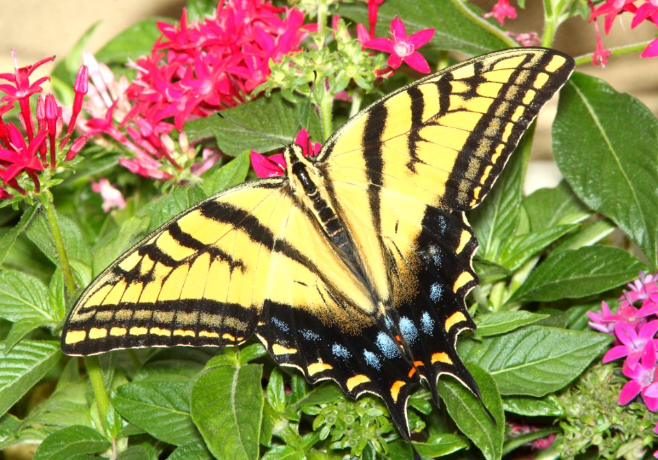 SWALLOWTAIL, TWO-TAILED (Papilio multicaudata) (8-19-11) los alamos, nm  (2)