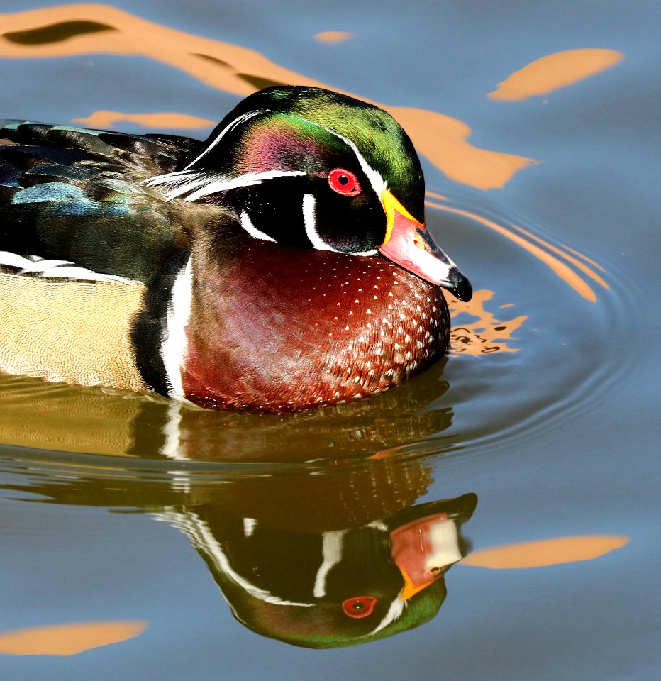 023 - WOOD DUCK (12-05-2015) bernalillo co, nm -07