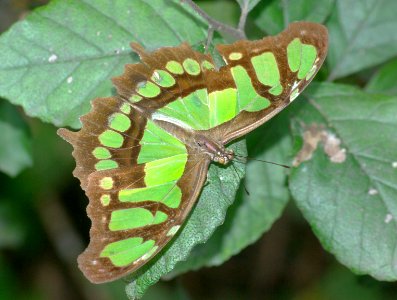 MALACHITE (Siproeta stelenes) (1-10-09) weslaco, tx  (2)