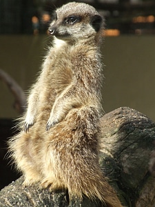 Animal mongoose mammal