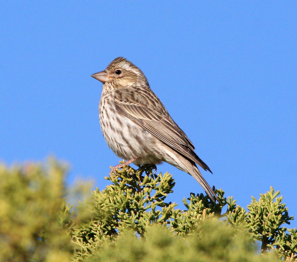 963 - CASSIN'S FINCH (5-2-08) female, burr trail, garfield co, ut (3)