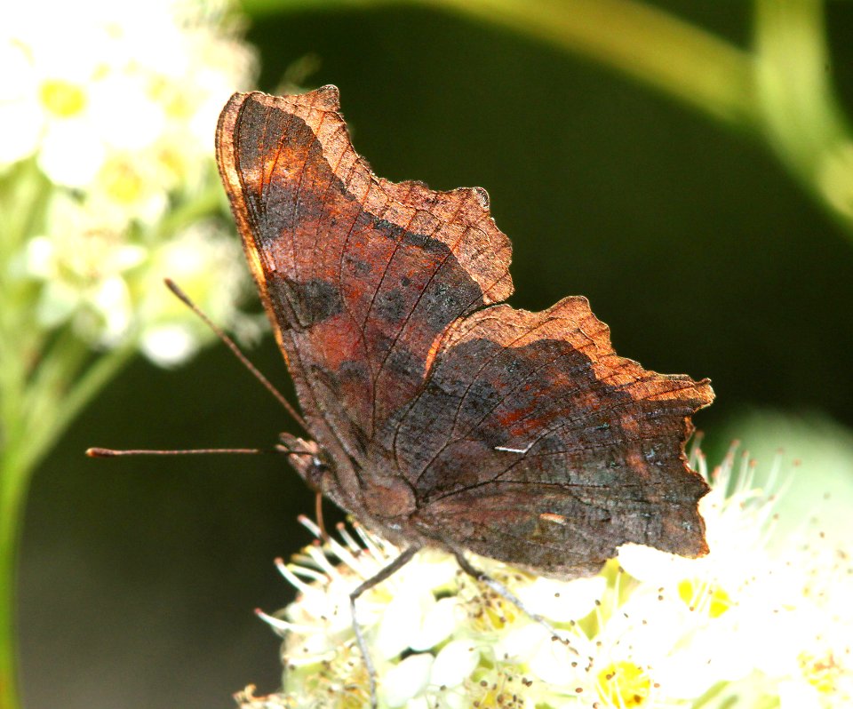 COMMA, GREEN (Polygonia faunus) (6-17-12) cook and green pass area, siskiyou co, ca - 03