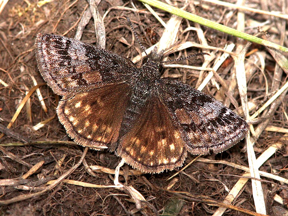 DUSKYWING, DREAMY (Erynnis icelus) (6-14-13) 8800ft, hannigan ck, 2 m north of hannigan lodge, greenlee co, az   (2)