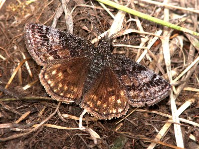 DUSKYWING, DREAMY (Erynnis icelus) (6-14-13) 8800ft, hannigan ck, 2 m north of hannigan lodge, greenlee co, az   (2)