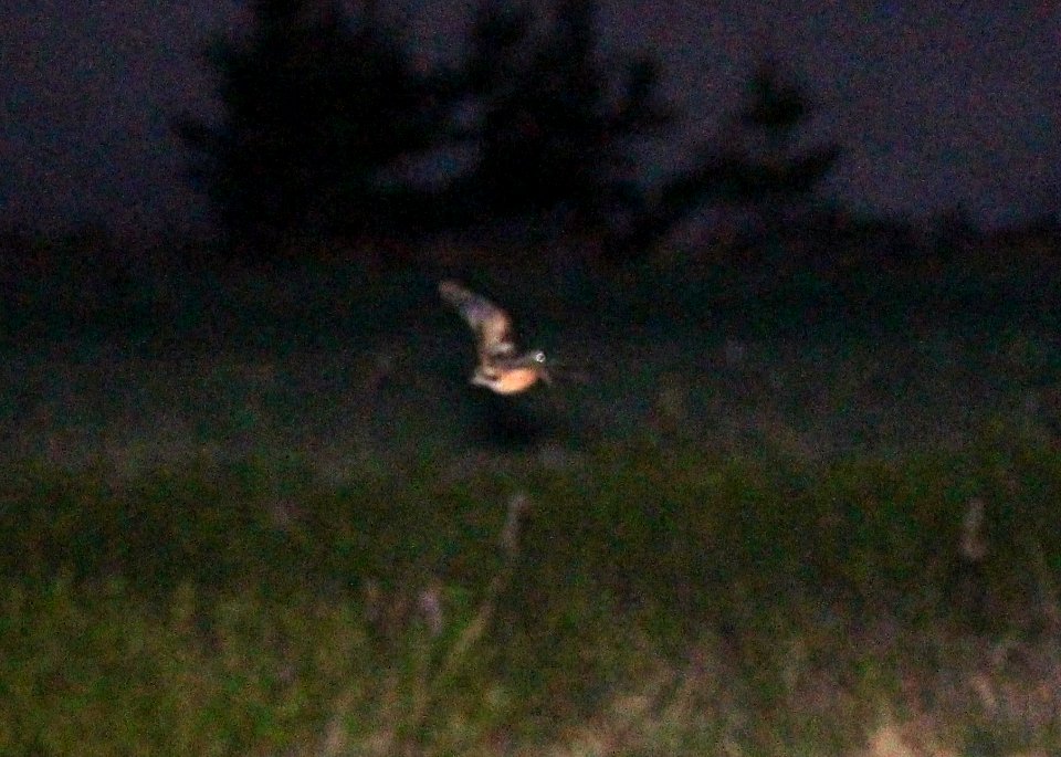 339 - AMERICAN WOODCOCK (5-23-2015) bolton, worcester co, ma