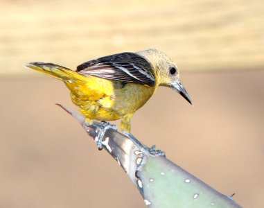 952 - HOODED ORIOLE (4-1-11) 78 circulo montana, patagonia lake ranch estaes, ssc, az   (5)