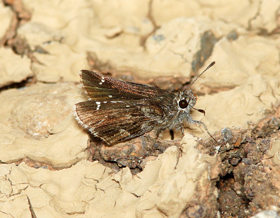 ROADSIDE-SKIPPER, NYSA (Amblyscirtes nysa) (8-11-11) harshaw road, scc, az