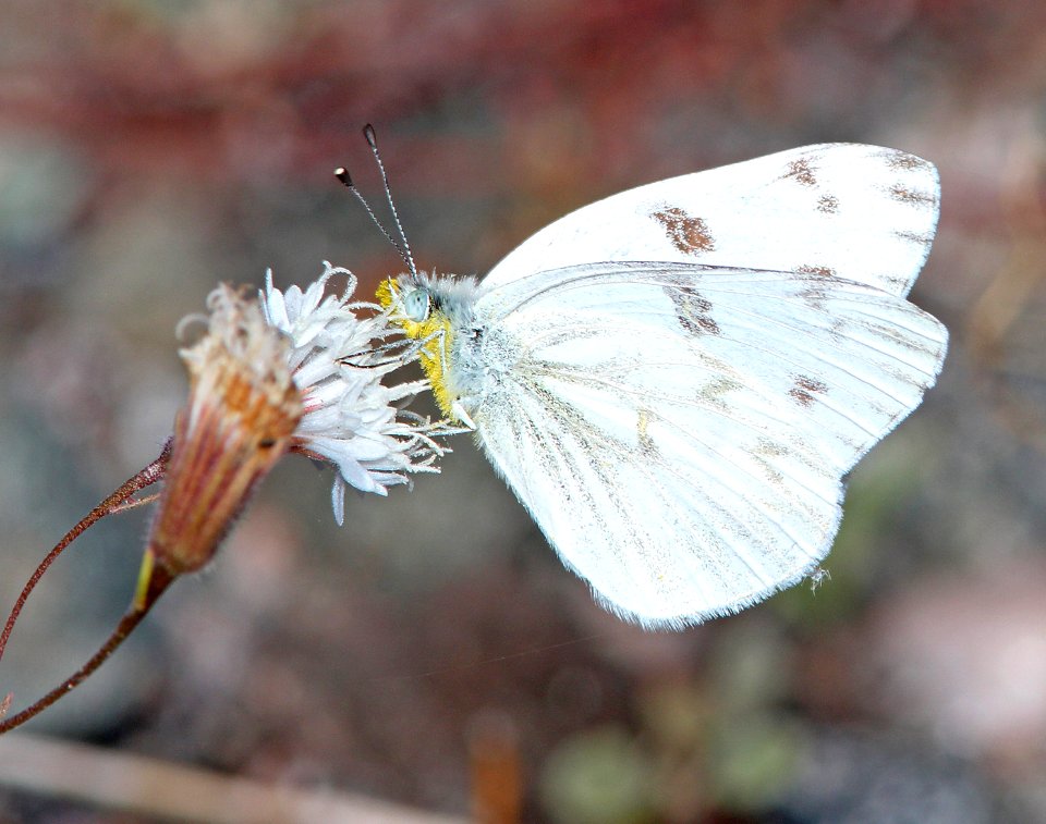 WHITE, CHECKERED (Pontia protodice) (3-4-14) near parker dam, la paz co, az   (1)