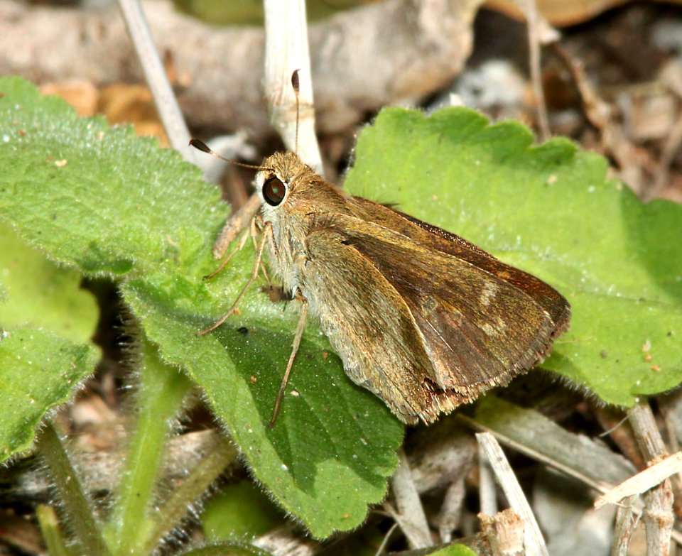 WHIRLABOUT (Polites vibex) (3-5-12) female, sabal palm sanctuary, near brownsville, tx