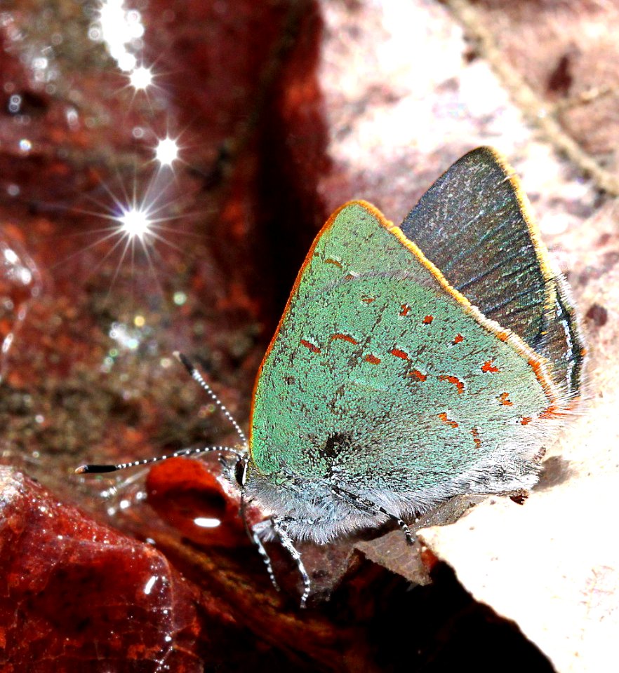 HAIRSTREAK, ARIZONA (Erora quaderma) (4-12-12) madera cyn, scc, az  (4)