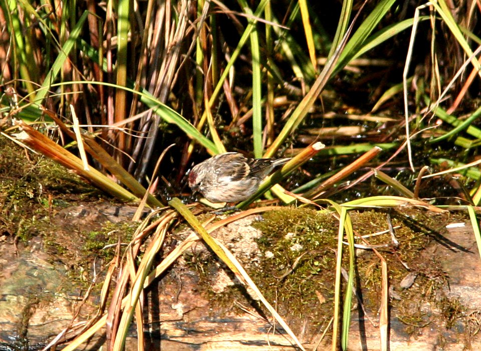 967 - COMMON REPOLE (8-28-08) nome, ak - (1)