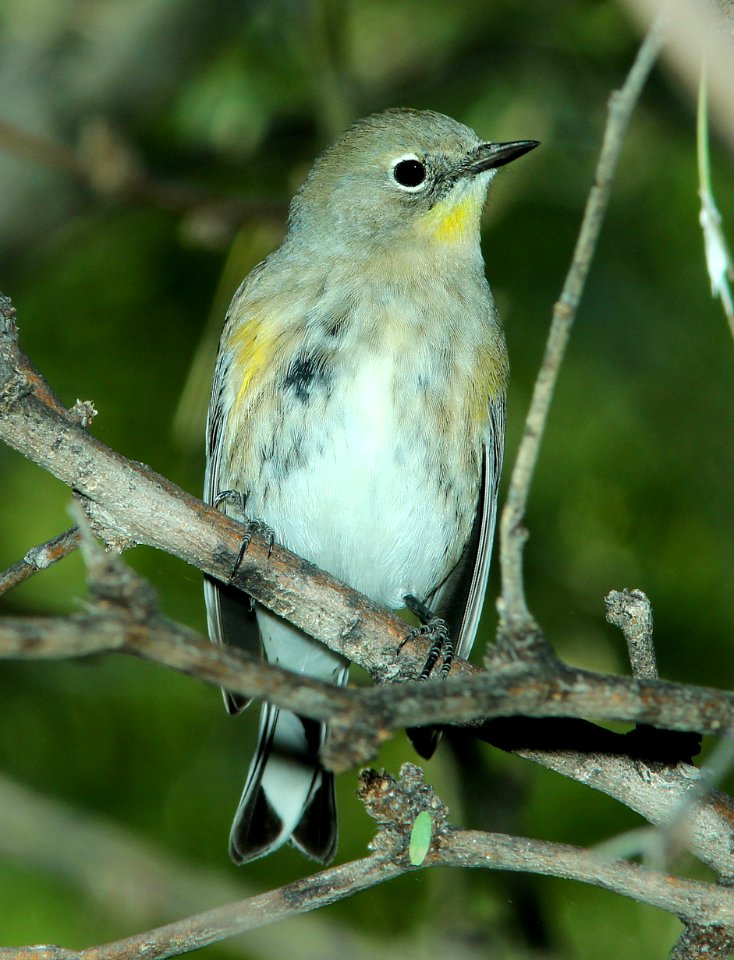835 - YELLOW-RUMPED WARBLER (10-19-2014) patagonia lake, santa cruz co, az -02