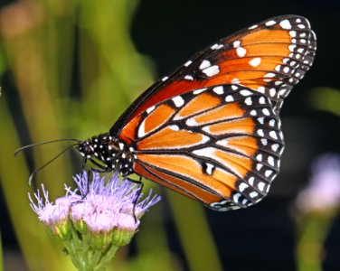 QUEEN (Danaus gilippus) (9-24-11) sante fe ranch, n-e of nogales, scc, az
