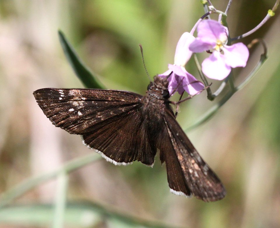 DUSKYWING, JUVENAL'S (Erynnis juvenalis) (8-6-12) harshaw road, patagonia mts, scc, az  (1)