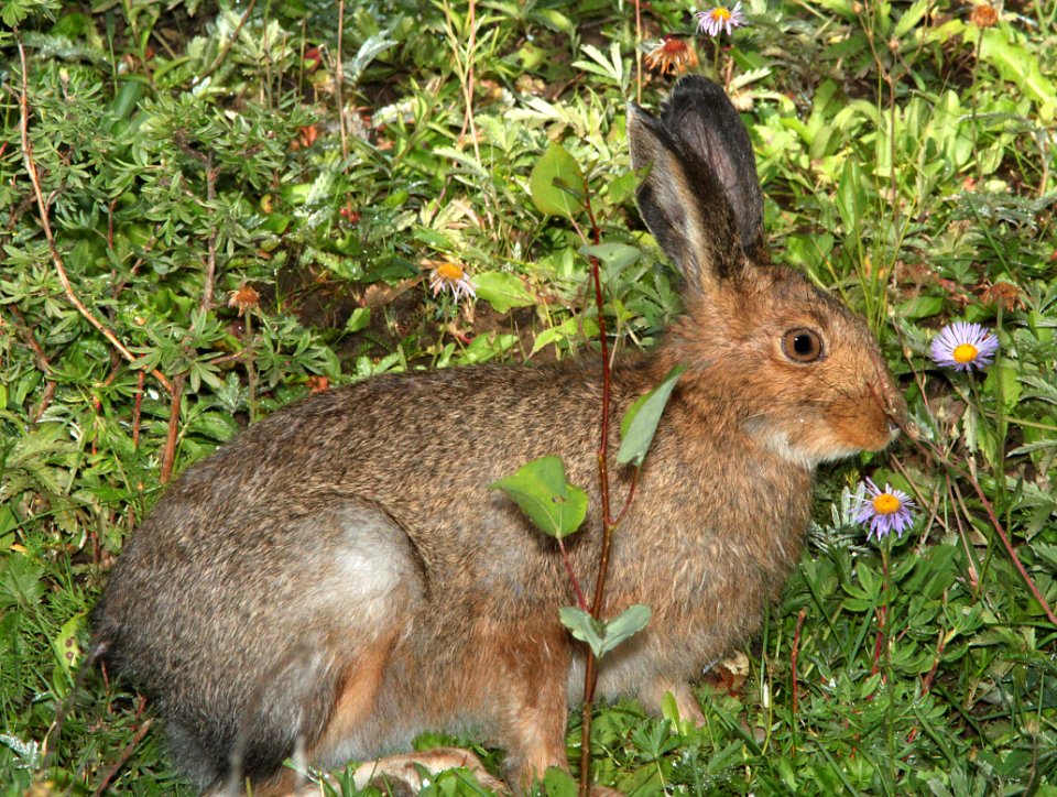 SNOWSHOE HARE (Lepus americanus) (8-20-13) stunner c g, n-w conejos co, co   (3)