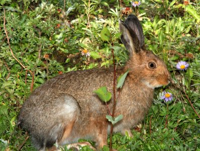 SNOWSHOE HARE (Lepus americanus) (8-20-13) stunner c g, n-w conejos co, co   (3)