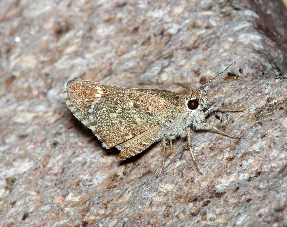 ROADSIDE-SKIPPER, BRONZE (Amblyscirtes aenus (7-30-11) harshaw road, scc, az -01