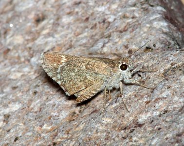 ROADSIDE-SKIPPER, BRONZE (Amblyscirtes aenus (7-30-11) harshaw road, scc, az -01